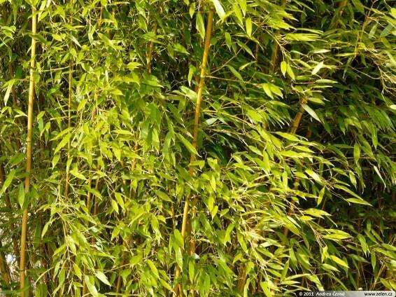 Phyllostachys aureosulcata Spectabilis listoklasec zlatopruhý
