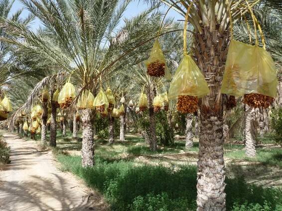 DAR EL KEBIR, Hôtel particulier, maison de Prestige, Djerba Tunisie à vendre. - Descriptif Dar El Kébir