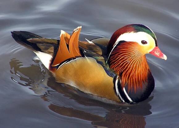 mandarin duck - Wiktionary, the free dictionary