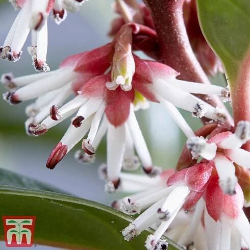 Sarcococca hookeriana 'Winter Gem' plants | Thompson & Morgan