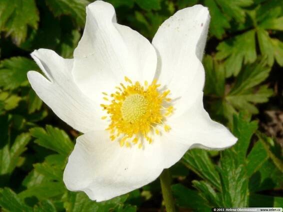 Anemone sylvestris sasanka lesní