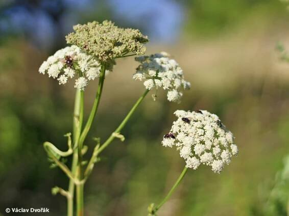 Libanotis pyrenaica - žebřice pyrenejská | Apiaceae - miříkovité | Natura Bohemica