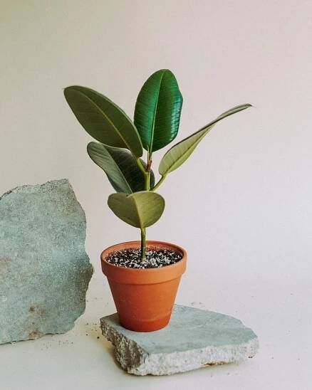 cupofplants_ficusrobusta_01