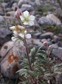 Forum / Obrázek : Mochna (Farinopsis salesoviana)