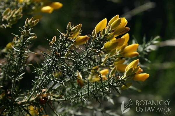 Ulex europaeus - hlodáš evropský | Lukáš Hrdinka | Autoři | iBotky.cz