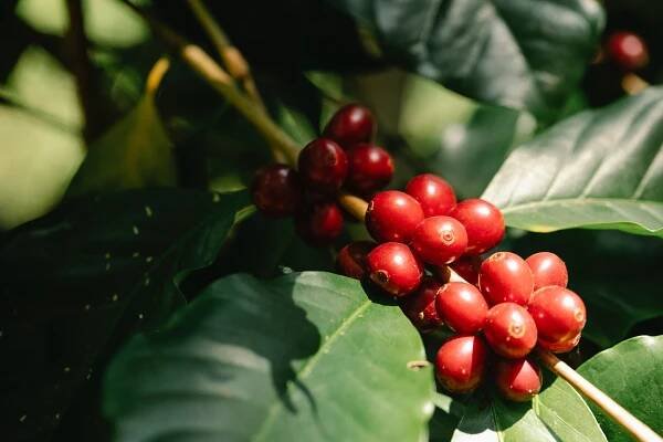 Coffee Producing Countries 2022