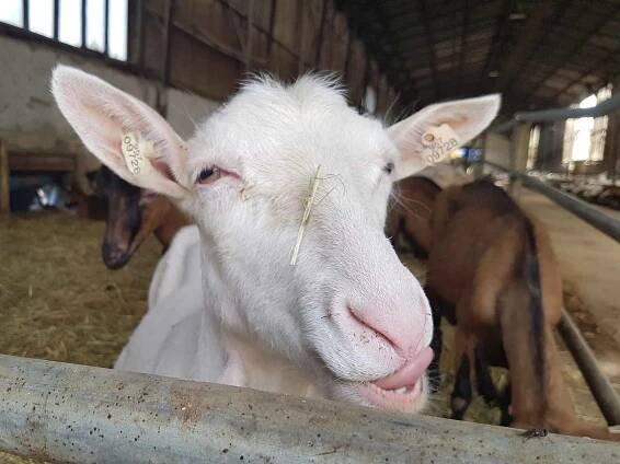 FOTO: Domácí zvířata a farmaření táhnou. Dokazují to trhy v Pěnčíně