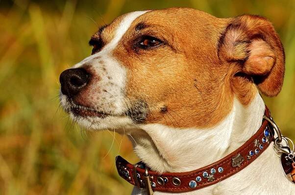 Jack Russell Terrier Breed Information: 9 Things to Know 10