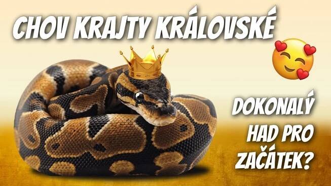Jak začít s chovem Krajty královské