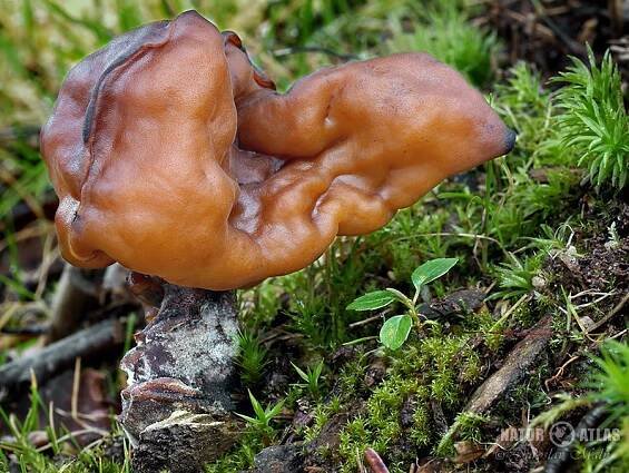 ucháč čepcovitý (Gyromitra infula)