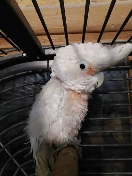 Kakadu Goffinův pořízený jako mazlíček do bytu. Vyžaduje mnoho pozornosti a společnost, v prázdném bytě trpěl samotou a ze zoufalství se škubal a byl skleslý. foto: Společnost Laguna