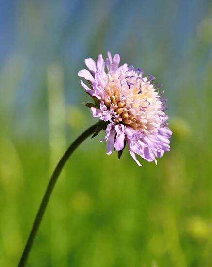Chrastavec roľný (Knautia arvensis (L.) Coult.)