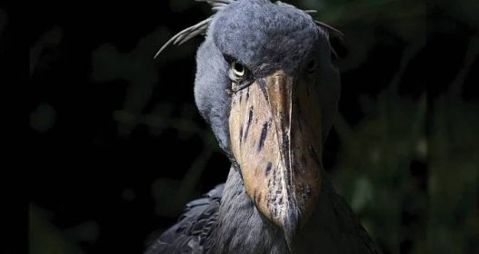 Is This 'Living Dinosaur' The Most Terrifying Bird In The World?