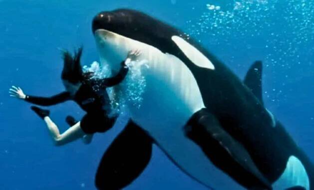 Jessica Radcliffe’s Viral Orca Attack