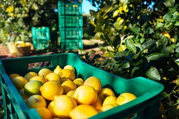 A Taste of Amalfi: Lemon, Food, and Wine Delights - Dolce Vita Limousine