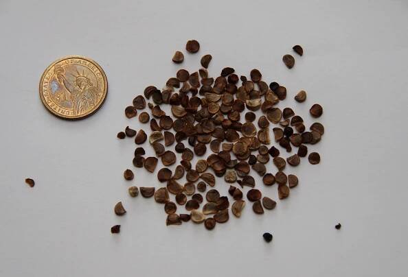 Soubor:Seeds of Iris sibirica (2).JPG – Wikipedie