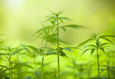 Stáhnout - Detail rostlin marihuany v oboru — Stock obrázek