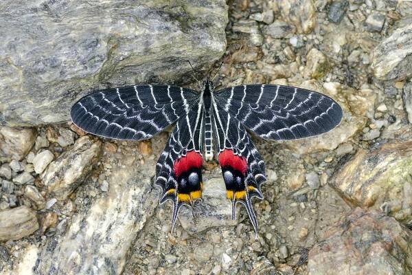 Welcome to the Butterflies of India website! | Butterfly