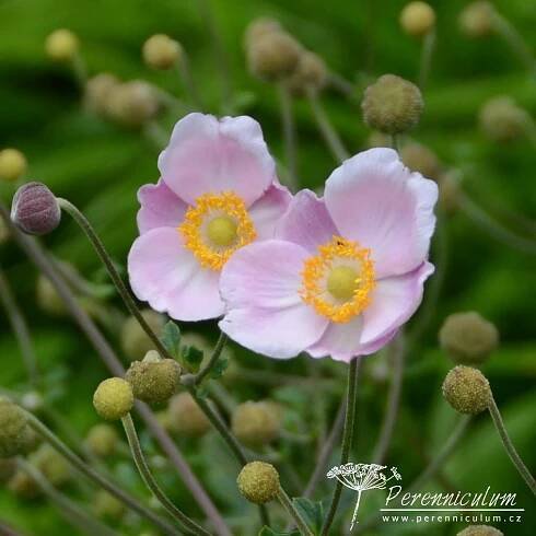 Anemone hupehensis 'Ouvertüre'