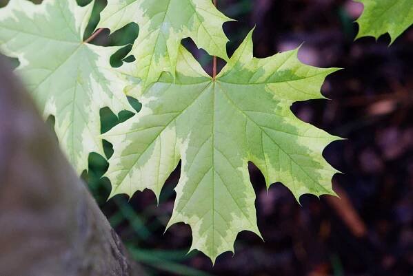 Javor mléč Drummondii (Acer platanoides), listy