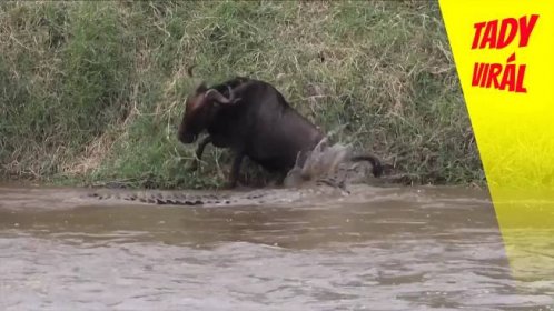 Obrovský krokodýl zaútočil na pakoně. Přežvýkavec bojoval o život