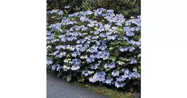 Hydrangea serrata 'Bluebird' 20-30 C2L : Vhv-eshop.cz