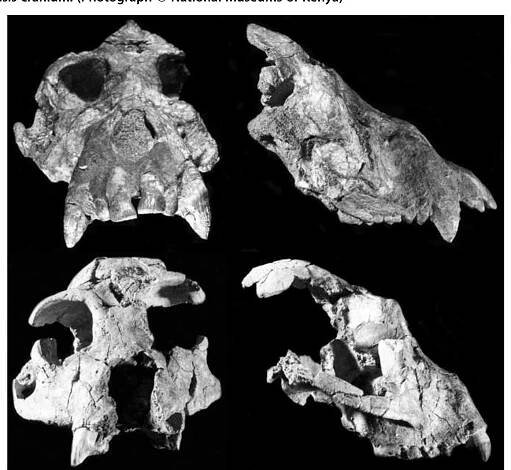 (PDF) Hominoid Cranial Diversity and Adaptation