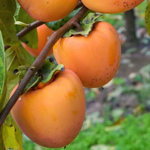 Fruit Trees — East Bay Nursery