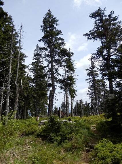 Smrčina - Národní park Šumava - Fotogalerie