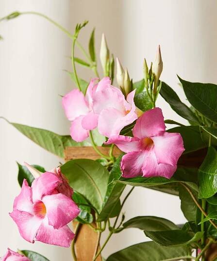 plant image