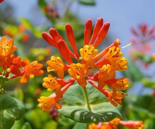 coral honeysuckle plant in full bloom