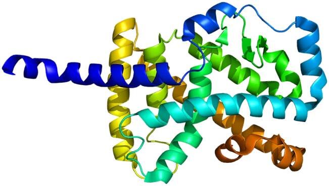 RAR-related orphan receptor alpha