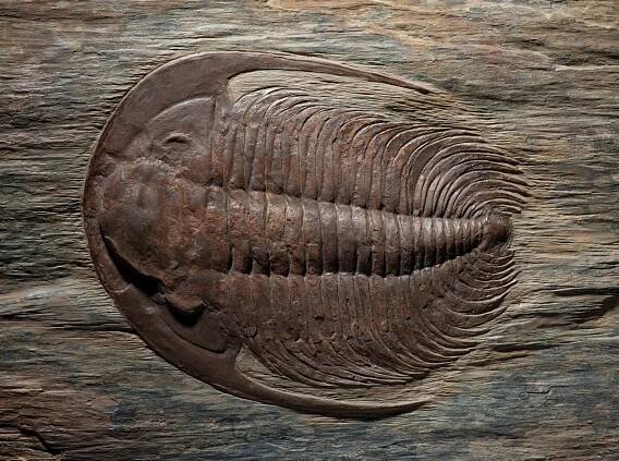 Trilobiti, fascinující prehistoričtí členovci Země » Geologie