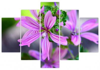 Detailní obraz květiny