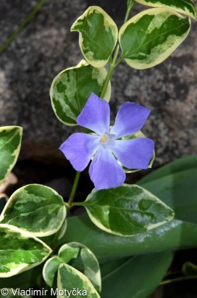 Vinca major – barvínek větší