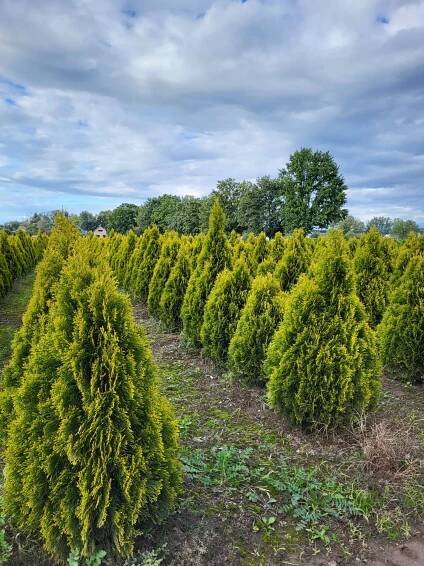 Thuja occ.Golden Smaragd 110-120 cm - Zahradnictví Munzar