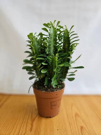 Euphorbia Trigona / African Milk tree