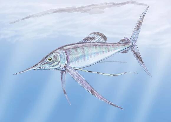 Pachycormidae