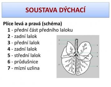 PPT - SOUSTAVA DÝCHACÍ PowerPoint Presentation, free download - ID:5200502