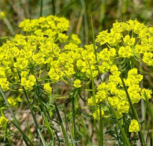 Pryšec chvojka (Euphorbia cyparissias)