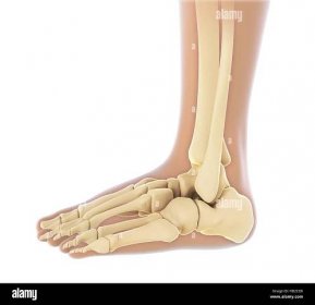 Human foot anatomy hi-res stock photography and images - Alamy