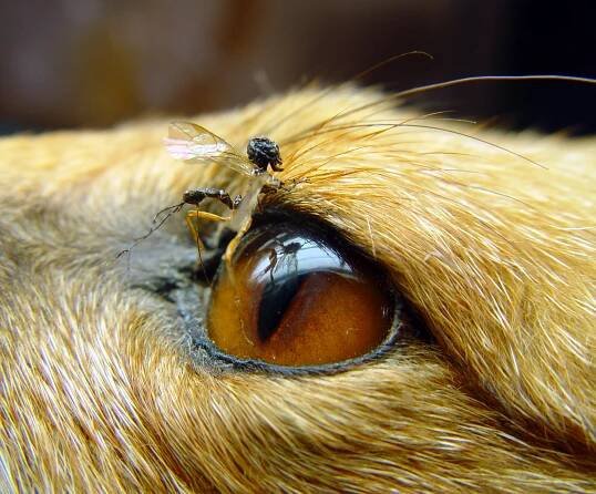 Parasitic fairy and fox eye.jpg