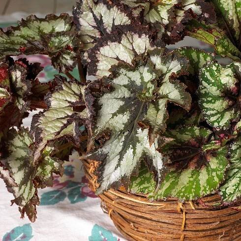Rex begonia