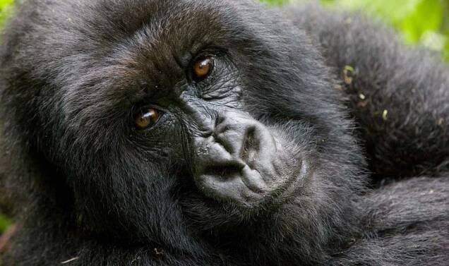 UGANDA - setkání s gorilami skupinová expedice