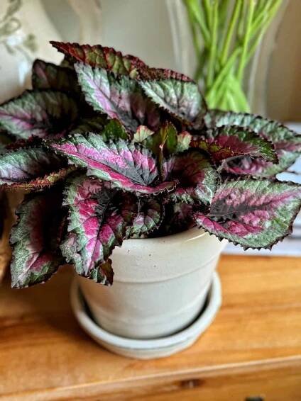 A vibrant Rex Begonia plant with large, multicolored leaves featuring shades of green, pink, and purple. It sits in a light gray pot on a wooden surface, with blurred greenery in the background.