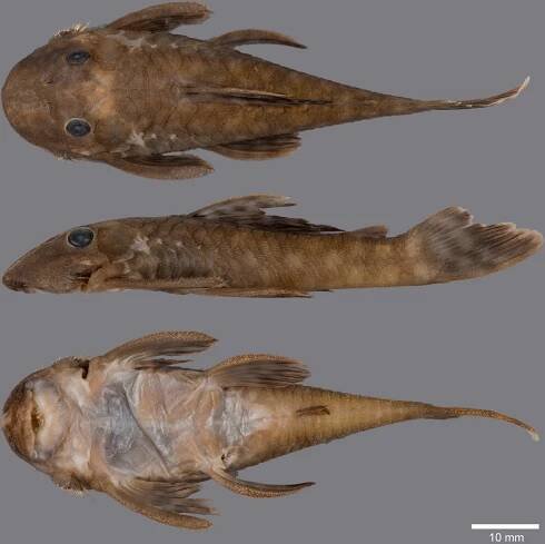 Cryptancistrus