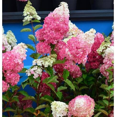 Rispenhortensie Fraise Melba 60-80cm - Hydrangea paniculata