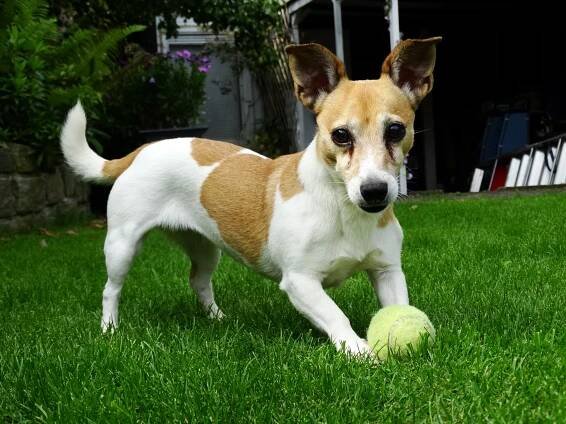 Are Tennis Balls Safe For Dogs?