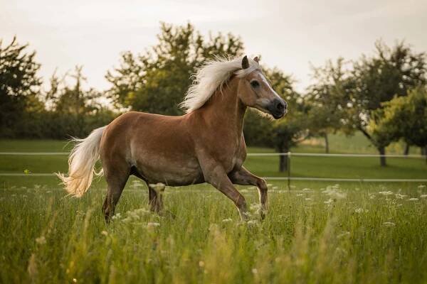 Haflinger galoppiert über die Wiese