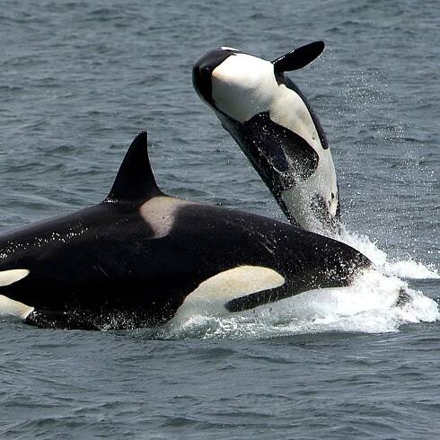 Jessica Radcliffe Orca Incident A Hoax: The Truth Behind Death Video Going Viral